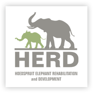 Logo Herd association éléphant